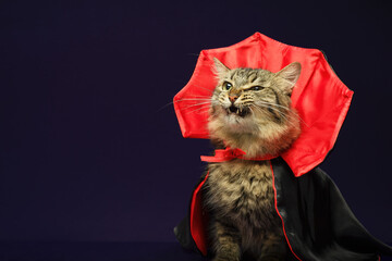 Cat in vampire costume for Halloween celebration. Purple background with copy space. © sandor