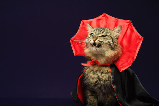 Cat in vampire costume for Halloween celebration. Purple background with copy space.