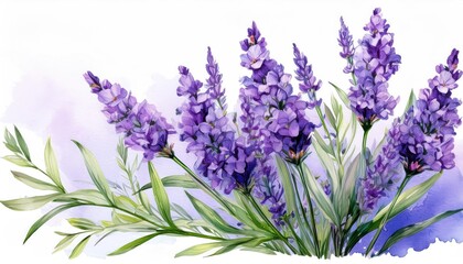 Obraz premium Beautiful lavender flowers in a soft watercolor style, perfect for adding a serene touch to any design or project.
