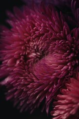 asters to bloom until the very frosts