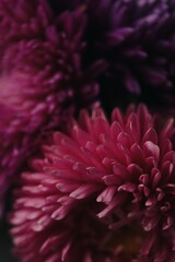 Obraz premium asters to bloom until the very frosts