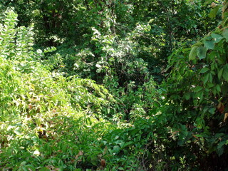 An unparalleled natural picture of creeping plants near water bodies that create a green carpet at the foot of the trees.