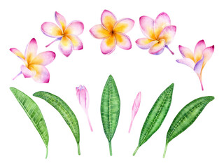 Hand drawn watercolor set of Pink Plumeria Flowers and Leaves isolated on a white background.