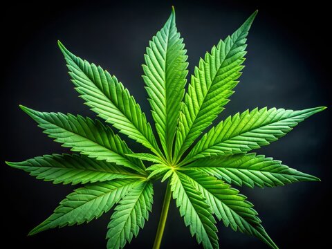 Vibrant green cannabis sativa leaf with serrated edges and prominent veins, illuminated against a dark background, exuding a sense of natural potency and relaxation.