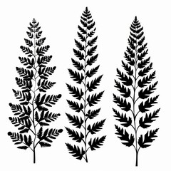 Asparagus Fern Flower Icon Set, Garden Asparagus Fern Black White Design, Abstract Asparagus Fern Symbol