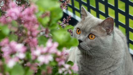 Grey British Shorthair cat with beautiful amber eyes admiring a flowering lilac shrub