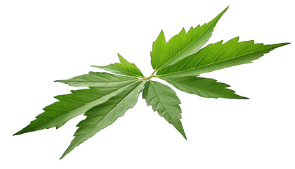 view of beautifully multicolored leaf