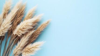 Beige pampas grass on a blue background, shown from above. A minimalist natural decoration with bohemian style plants. A flat composition for wall art