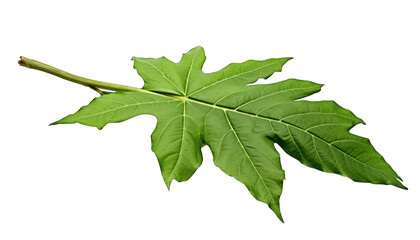 Obraz premium view of beautifully multicolored leaf