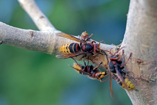 Hornets gnawing the bark off a lilac bush. Pests of cultivated plants in the garden.