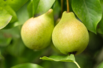 Ripe big pears on a tree in the garden in sunny weather