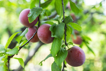 Raw red plum mirabelle fruit growing on tree.