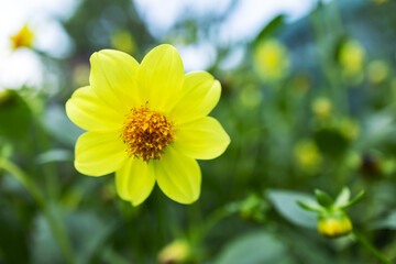 Yellow dahlia flower is blooming in the garden. A wonderful yellow dahlia, a summer flower