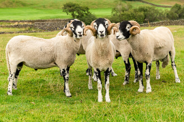 Naklejka premium A fine flock of Swaledale rams with curly horns in Summertime facing forward in green meadow. This breed is native to the Swaledale area of the Yorkshire Dales, UK. Space for copy. Horizontal.
