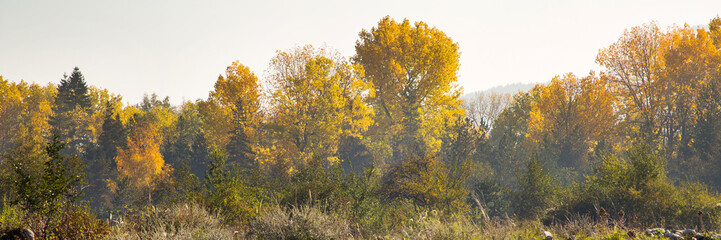 Vibrant autumn panorama background with colorful green and yellow trees