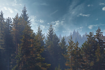 Pine trees black stylized silhouette photo