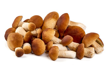 Obraz premium Boletus mushroom, isolated on white background.