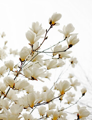 Magnolia flower