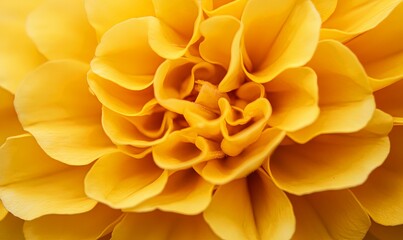 Closeup of Yellow Flower Petals
