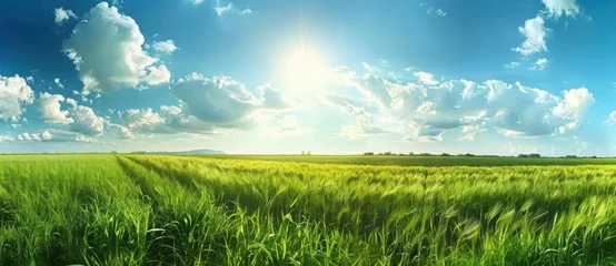 A field of green grass with a bright sun shining down on it