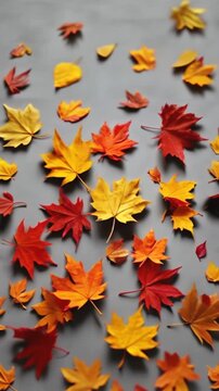 Autumn bright yellow,orange and red fall leaves are shaking with a wind on the gray background. Top view, vertical composition video