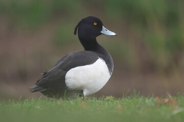 Portrait of a male Tufted Duck at the water edge
