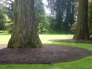 Obraz premium Part of the wide and thick tree trunks are dug up in a circle by people for care and gardening