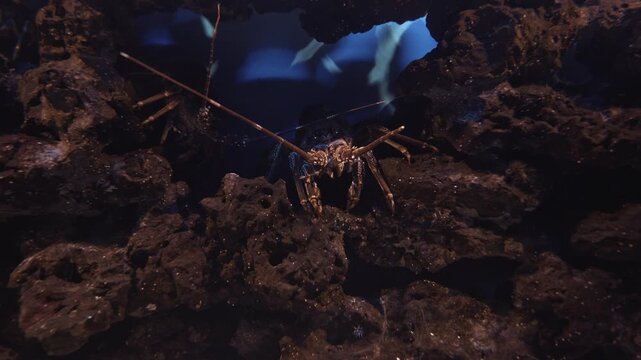 Beautiful Langouste multicolore in tank at aquarium. Painted spiny lobster - panulirus versicolor. Having fun watching marine animals. Enjoying learning about marine life. Happiness in childhood
