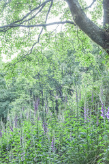 Fototapeta premium Beautiful But Abandoned Mianyue Line Railway With Tunnels And Thousand People Cave (Qianrendong) At The Hiking Trail To Water Forest (Shuiyang Forest), Alishan National Scenic Area, Chiayi,Taiwan