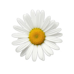 oxeye flower isolated on transparent background
