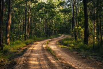 Sandy off road bush track in the outback forest