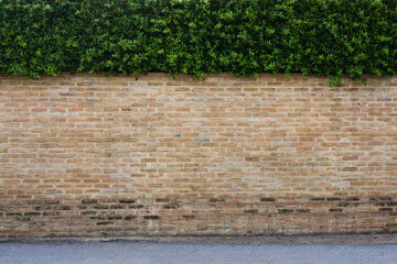 old brick blocks wall and green plant with copy space for background or mockup