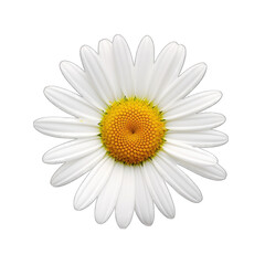 oxeye flower isolated on transparent background © shahzaib