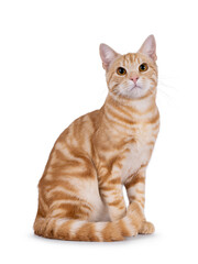 Obraz premium Handsome purebred European Shorthair cat, sitting up side ways. Looking up and above camera. Isolated on a white background.