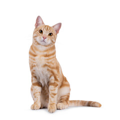 Obraz premium Handsome purebred European Shorthair cat, sitting up facing front. Looking straight to camera. Isolated on a white background.