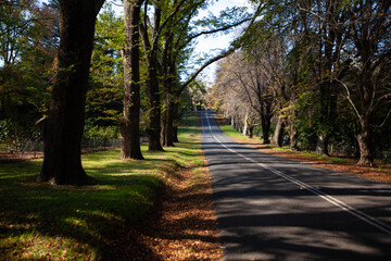 path to the mountain