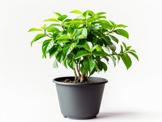 Obraz premium Lush green indoor plant in a simple gray pot with multiple stems and vibrant leaves