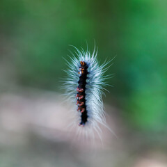 Hairy caterpillar hanging in the air, surrounded by greenery.