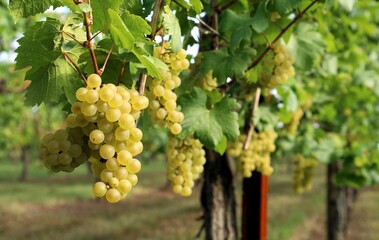 Ripe Chardonnay grapes hanging  on vine  at the time of grape harvest.	