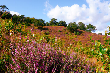 Flowers Calluna vulgaris . Flowering Calluna vulgaris. Bunch of purple scotch heather. Blooming heather plant