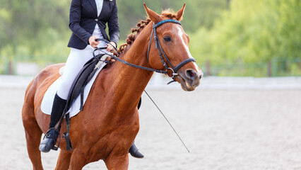 Rider in formal attire guiding a sorrel horse during a dressage competition in a lush outdoor arena