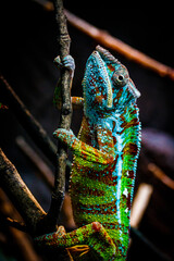 Chameleon © Daveephoto