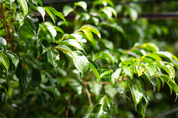 Floral Background Of Leaves