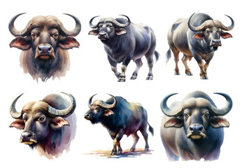 Realistic Watercolor Buffalo Illustrations.