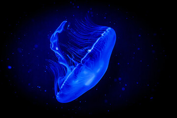 Jellyfish