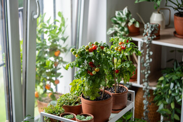 Fresh, juicy young cherry tomatoes grow in pots on home windowsill, reaching for light. Home garden...