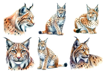 Realistic Watercolor Lynx Illustrations.							
