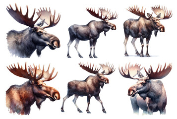 Realistic Watercolor Moose Illustrations.