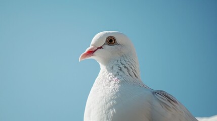 White dove with striking features against a clear blue sky The bird s elegant form showcases its calm demeanor and beauty