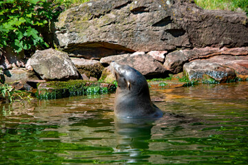Naklejka premium Seehund im Wasser im Nürnberger Tierpark